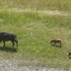 Wildschweine im Köschinger Forst